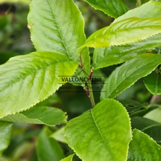 Grüne Blätter von PRUNUS zippeliana var. puberifolia