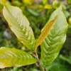 Feuillage en début de pousse du PRUNUS zippeliana var. puberifolia Feuillage en début de pousse du PRUNUS zippeliana var. puberifolia