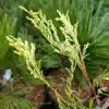 Gros plan sur le feuillage jaune du CALOCEDRUS decurrens 'Giele's Goldie'