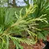 Branches d'un CALOCEDRUS decurrens 'Giele's Goldie'