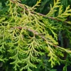 Follaje y ramas de CHAMAECYPARIS obtusa 'Filip's Golden Falls'