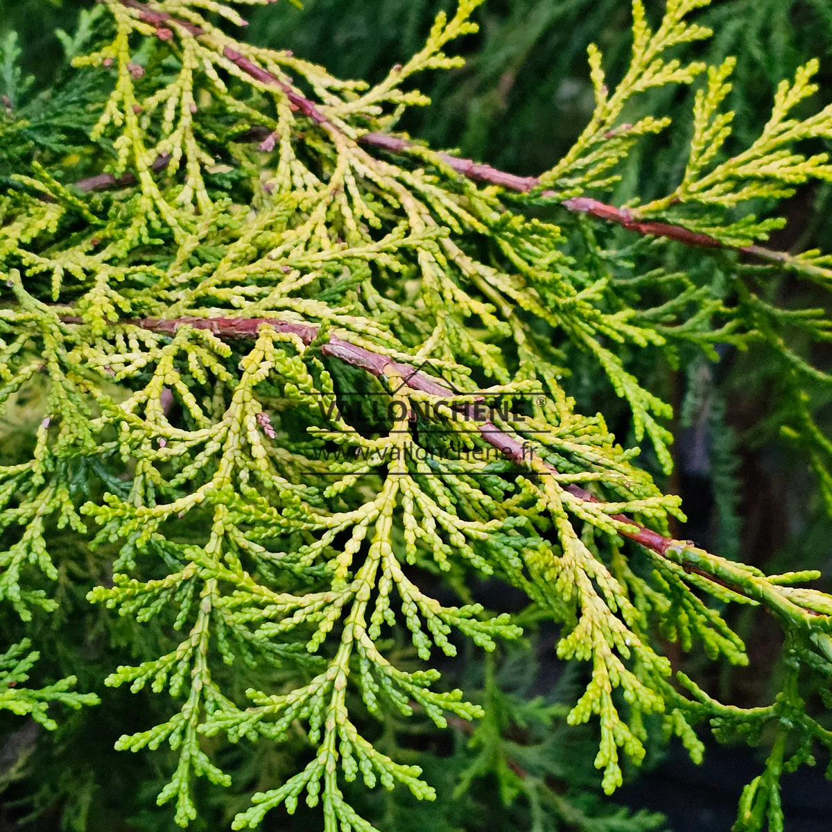 Feuillage et branches du CHAMAECYPARIS obtusa 'Filip's Golden Falls'