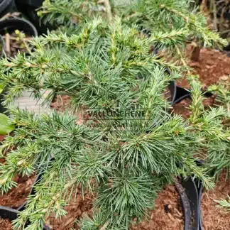 Grünliches Laub von Cedrus libani 'Green Wave'