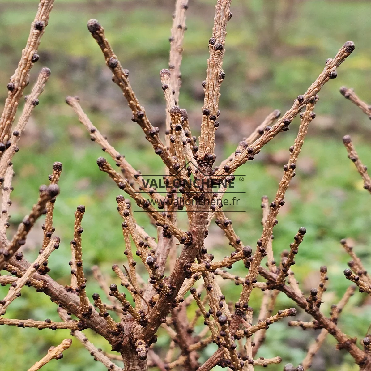 Nahaufnahme des Holzes und der Knospen von LARIX laricina 'Deborah Waxman'