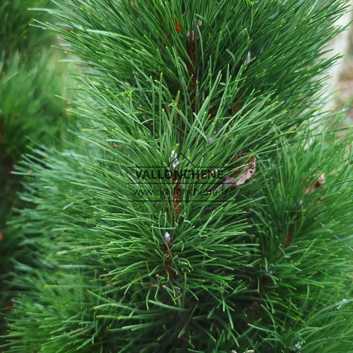 Gros plan sur le feuillage vert intense du PINUS nigra 'Green Tower'
