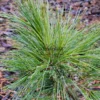 Feuillage du PINUS strobus 'Ground Hugger'