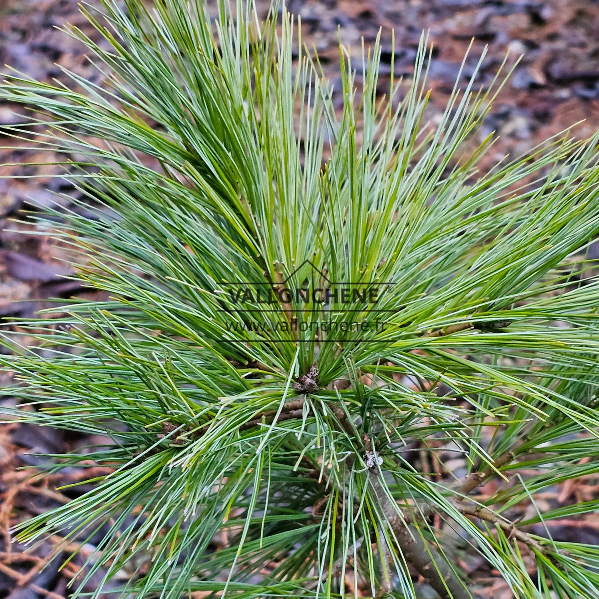 Feuillage du PINUS strobus 'Ground Hugger'