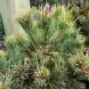 Needles and buds of Pinus parviflora 'Iona' Needles and buds of Pinus parviflora 'Iona'