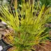 Feuillage jaune et vert du SCIADOPYTIS verticillata 'Gold Star'