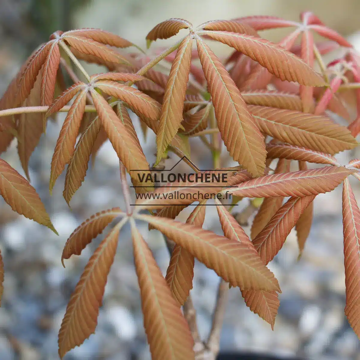 Follaje de AESCULUS neglecta 'Erythroblastos' con su color cobrizo antes de volverse verde