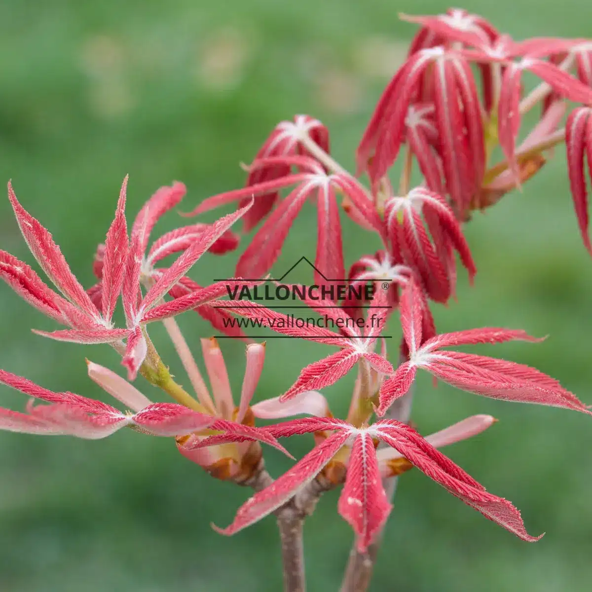 Hojas de color rosa brillante de AESCULUS neglecta 'Erythroblastos' desplegándose