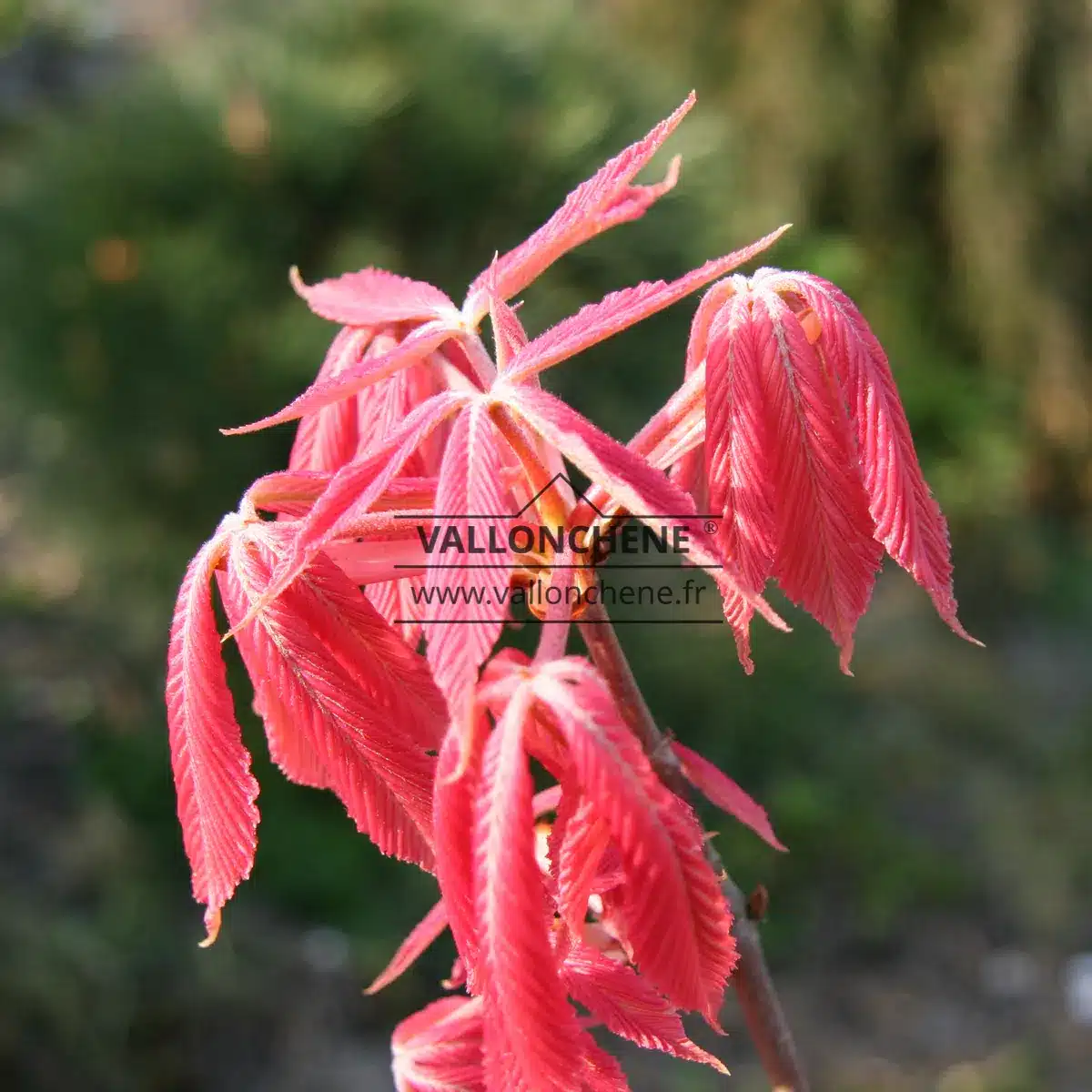 Brotación rosada en la primavera de AESCULUS neglecta 'Erythroblastos'