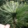 Close-up of the large needles of PINUS jeffreyi 'Joppi' compared to a thumb Close-up of the large needles of PINUS jeffreyi 'Joppi' compared to a thumb