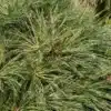 Very dense foliage of PINUS jeffreyi 'Joppi' Very dense foliage of PINUS jeffreyi 'Joppi'