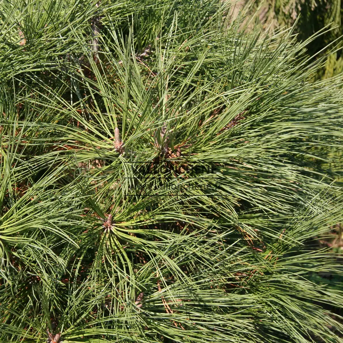 Very dense foliage of PINUS jeffreyi 'Joppi'