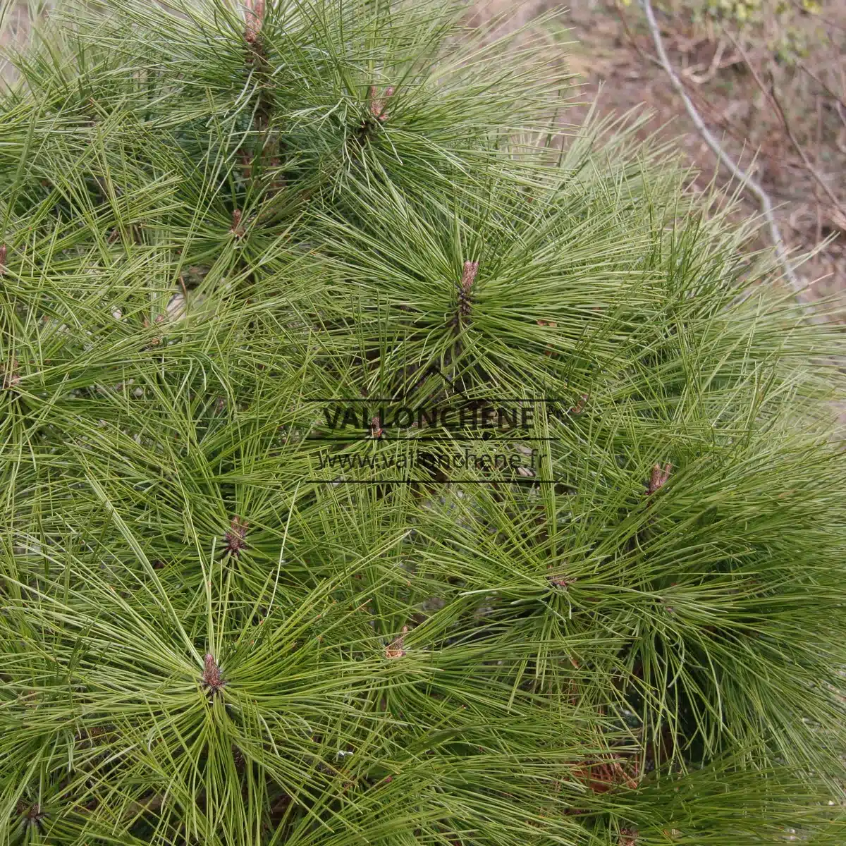 One can see here the rounded shape of PINUS jeffreyi 'Joppi'.