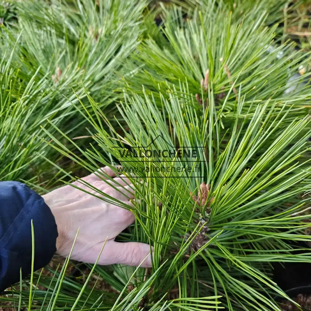 Gros plan des aiguilles du PINUS jeffreyi 'Joppi' en comparaison avec une main