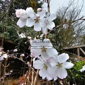 Fleurs blanches du PRUNUS 'The Bride'