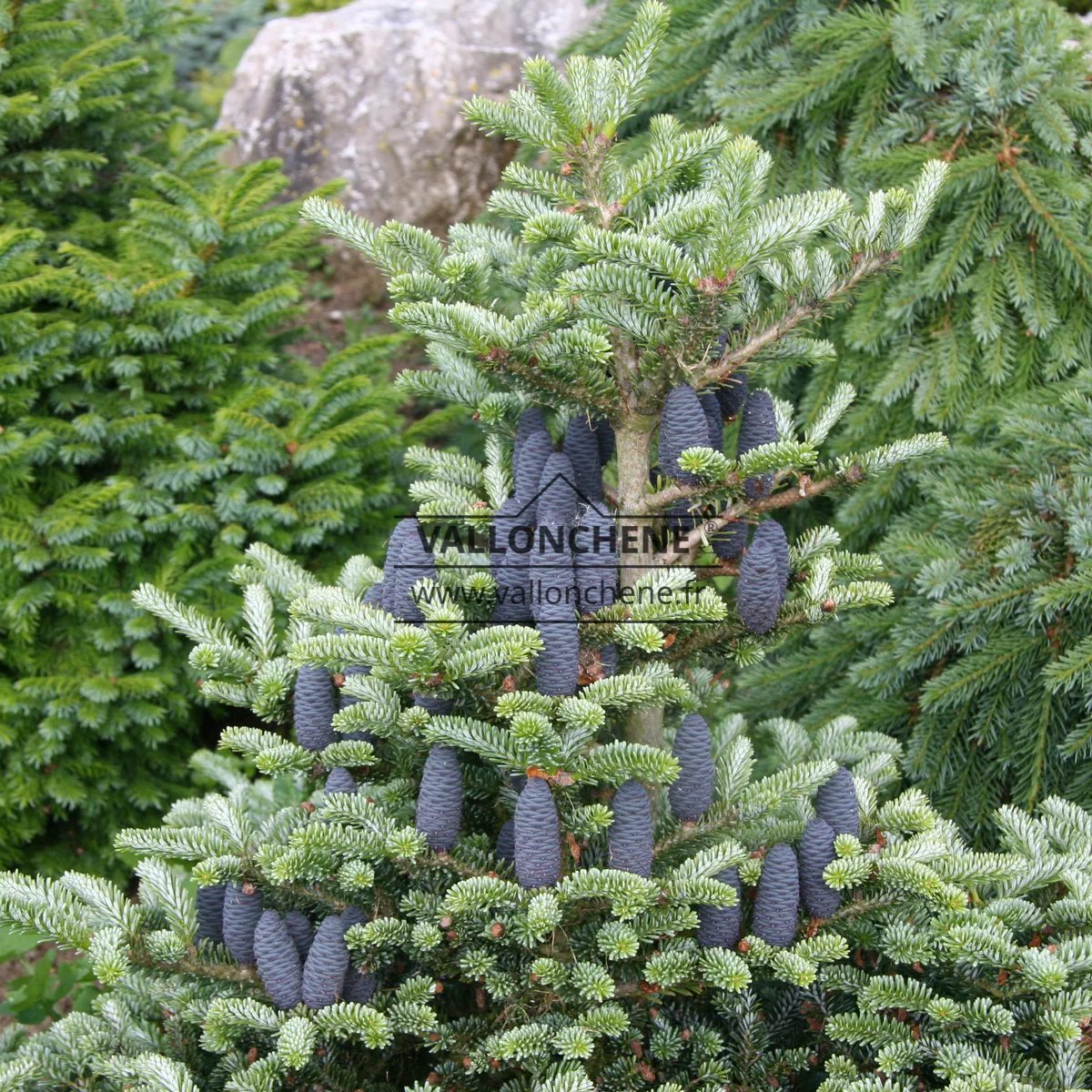 Un ABIES koreana ‘Blue Emperor’ con sus conos azules y su forma típicamente cónica
