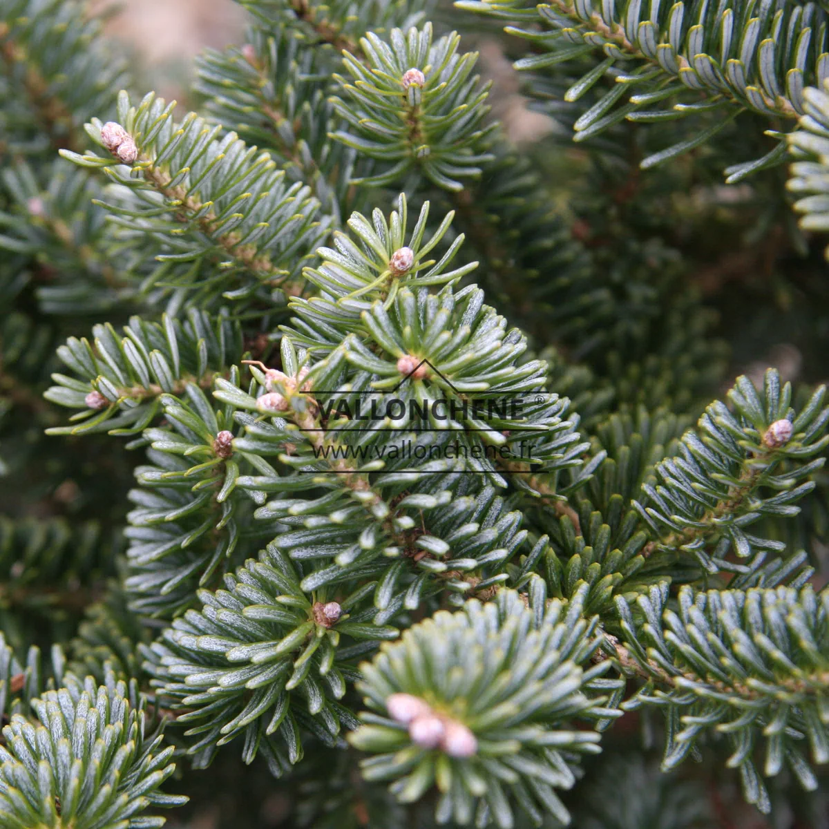 Primer plano del follaje blanquecino de ABIES koreana ‘Blue Emperor’