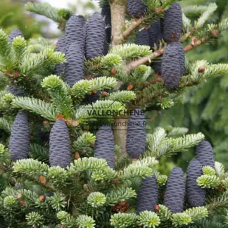 Primer plano de los conos azules de ABIES koreana ‘Blue Emperor’