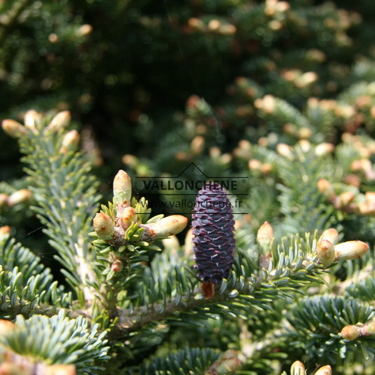 Primer plano de los ramajes de un ABIES koreana ‘Blue Emperor’ durante el brote