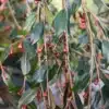 Rote Blütenknospen von CAMELLIA japonica 'Cupido'