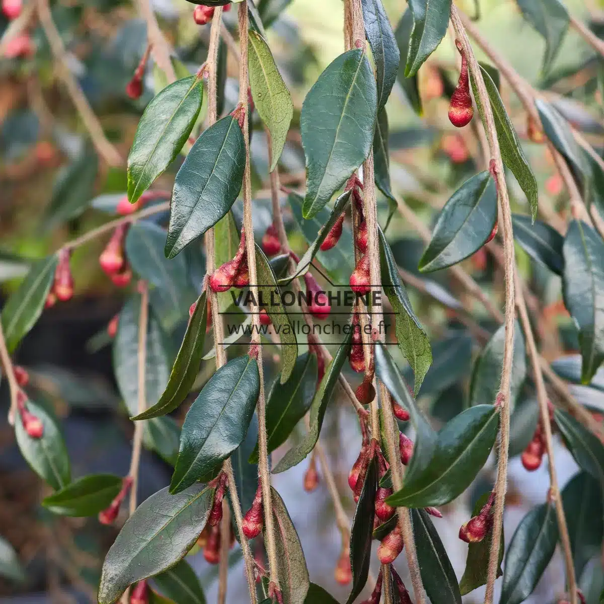 Boutons à fleurs très rouges du CAMELLIA japonica 'Cupido'