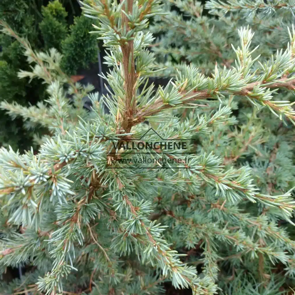 CEDRUS libani ssp atlantica 'Saphire Nymph'