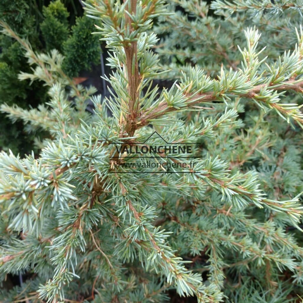 Feuillage bleu d'un CEDRUS libani ssp. atlantica 'Saphire Nymph'