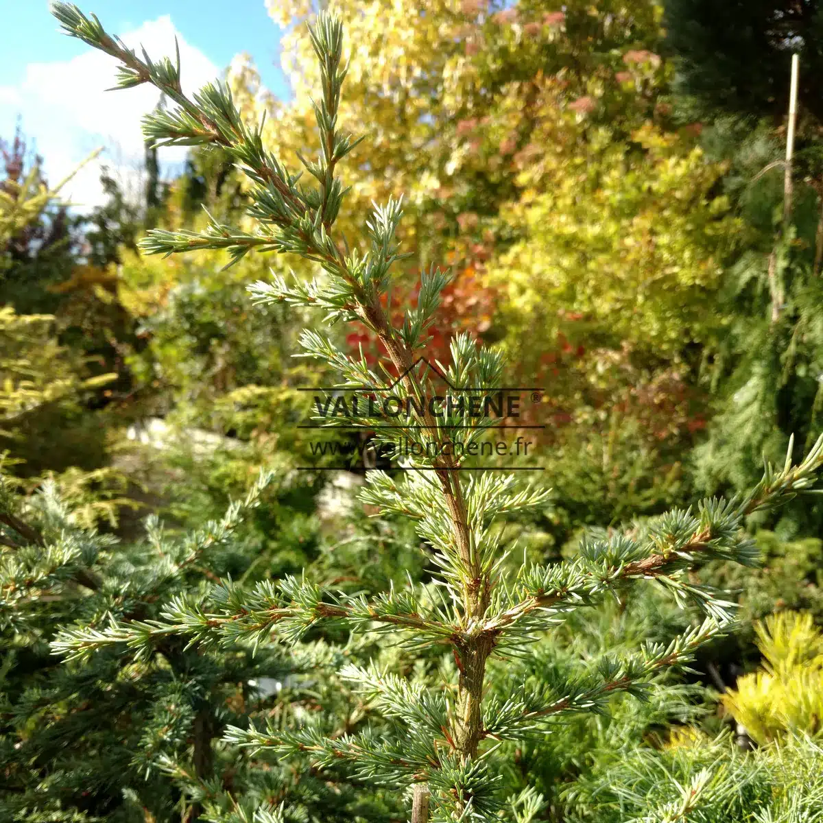 Top of a CEDRUS libani ssp. atlantica 'Saphire Nymph'