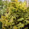 Feuillage franchement jaune au printemps du CHAMAECYPARIS obtusa 'Melody'