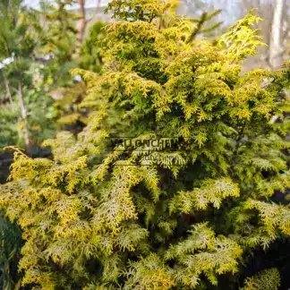 Frühjahrslaub in kräftigem Gelb des CHAMAECYPARIS obtusa 'Melody'