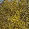 Un CORNUS mas 'Aurea' tout en fleurs en fin d'hiver