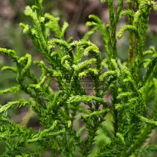 Twisted branches of CRYPTOMERIA japonica 'Spiraliter Falcata'
