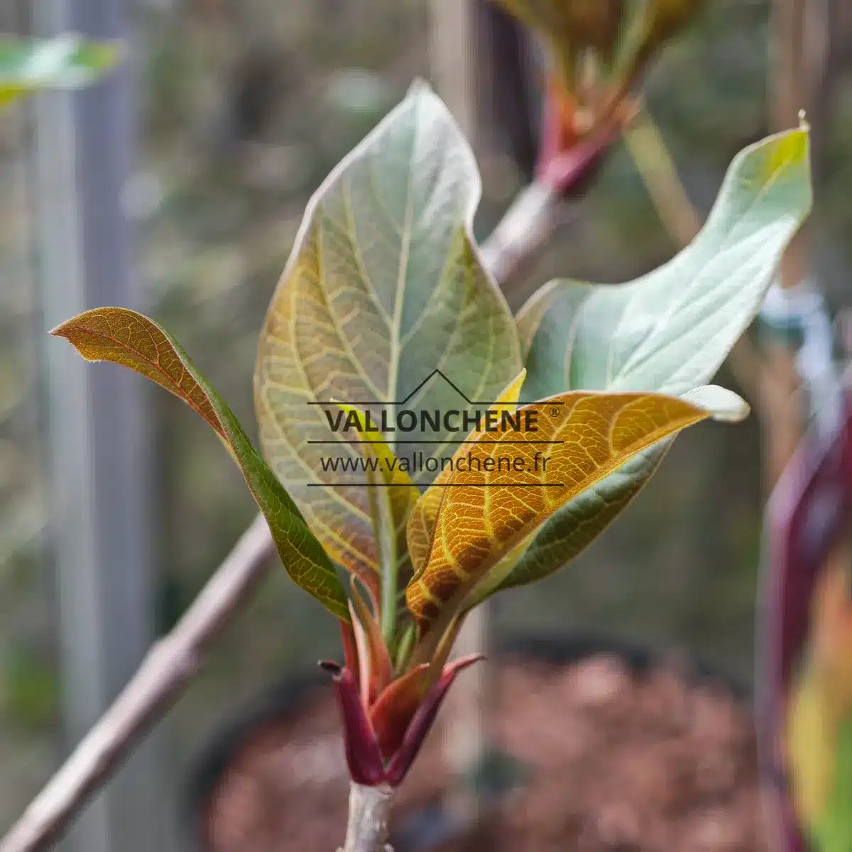 Spring shoot of l'EMMENOPTERYS henryi