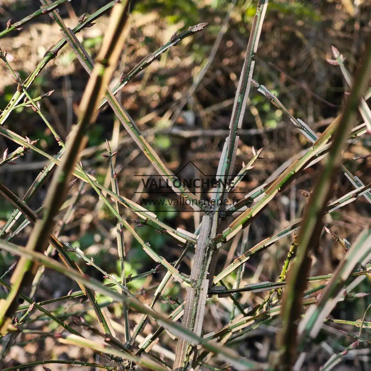 Bois nu d'un EUONYMUS alatus