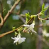Gros plan sur le fleur du LONICERA fragrantissima