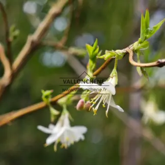 Gros plan sur le fleur du LONICERA fragrantissima