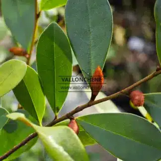 Nahaufnahme der kupferfarbenen Blütenknospe des MAGNOLIA laevifolia 'Fairy Honey Velvet'