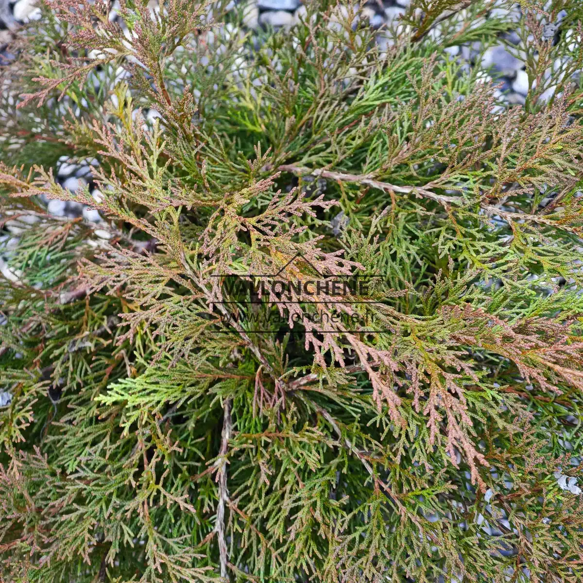 Copper colored foliage of MICROBIOTA decussata in winter