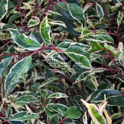 Feuillage vert bordé de blanc du PRUNUS lusitanica 'Variegata'