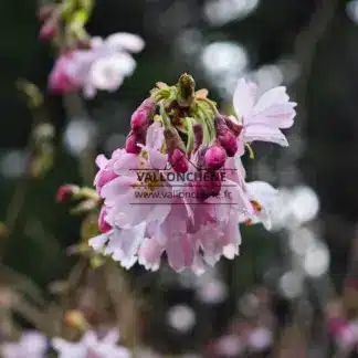 Boutons et fleurs roses du PRUNUS subhirtella 'Autumnalis Rosea'