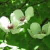 Fleurs blanches du STEWARTIA malacodendron, par Melburnian, sous license <a href="https://creativecommons.org/licenses/by-sa/3.0/deed.en">CC Attribution share alike 3.0 unported</a> Fleurs blanches du STEWARTIA malacodendron