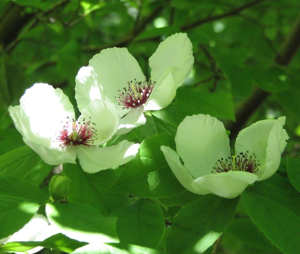 Fleurs blanches du STEWARTIA malacodendron