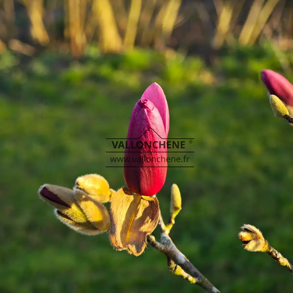 Very dark flower bud of the MAGNOLIA 'Livingstone'