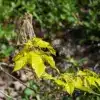 First yellow leaves of a very bright yellow of ACER negundo 'Kelly's Gold' in spring