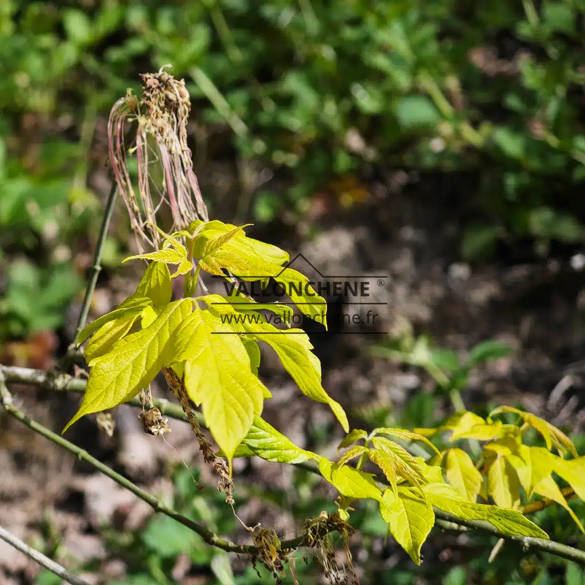 First yellow leaves of a very bright yellow of ACER negundo 'Kelly's Gold' in spring