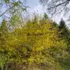 An ACER negundo 'Kelly's Gold' of about 25 years in spring in the Vallonchêne Garden