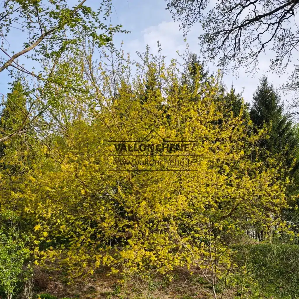 Ein ca. 25 Jahre alter ACER negundo 'Kelly's Gold' im Frühling im Garten von Vallonchêne